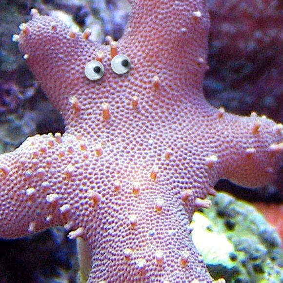 Any - Picture 1 of 1